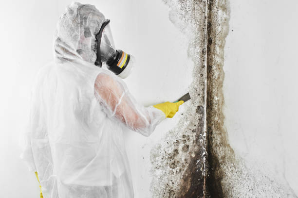 Best HVAC Mold Remediation in Belpre, OH