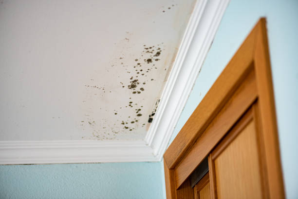 Best Commercial Mold Remediation in Belpre, OH