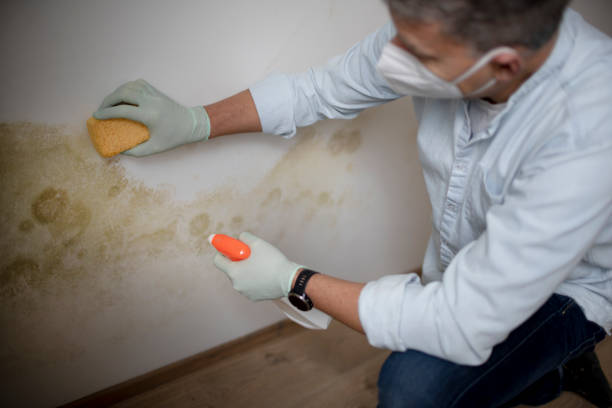 Best White Mold Remediation in Belpre, OH