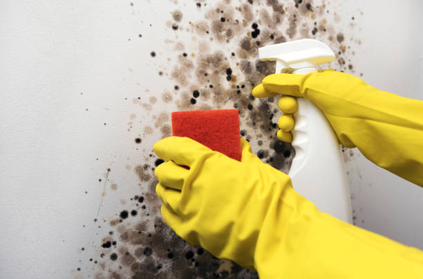 Best Residential Mold Remediation in Belpre, OH