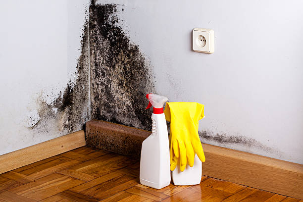 Professional Mold Remediation in Belpre, OH