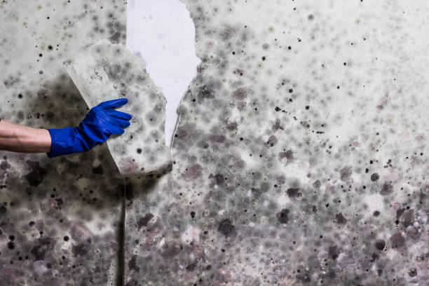 Best Mold Remediation for Specific Building Types in Belpre, OH