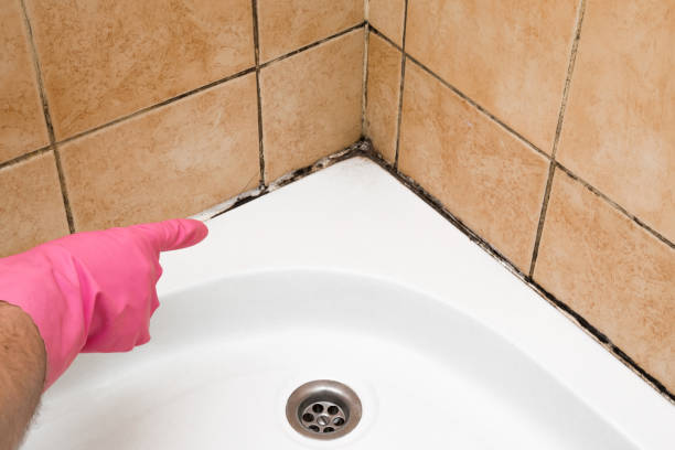 Best Residential Mold Remediation in Belpre, OH